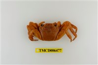 藏品(白紋方蟹)的圖片